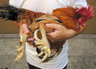 Delicious and Exotic “Mythical Dishes” Fit for a King during Lunar New Year Still Exist