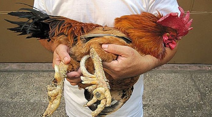 Delicious and Exotic “Mythical Dishes” Fit for a King during Lunar New Year Still Exist