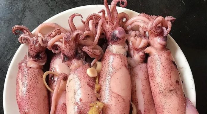 Who should not eat squid?
