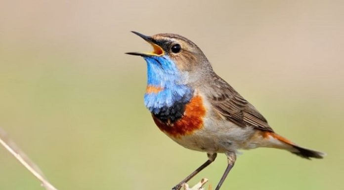 Celebrate Lunar New Year with these 5 signs you can’t miss on the first day of the year!