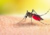 This is why some people are more prone to mosquito bites than others