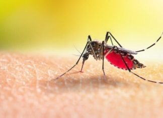 This is why some people are more prone to mosquito bites than others