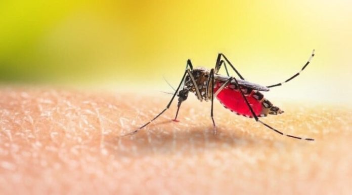 This is why some people are more prone to mosquito bites than others