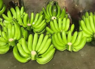 Mother-in-law rejects beautiful bananas bought by daughter-in-law. Why?