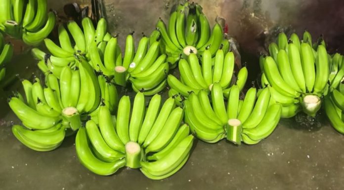 Mother-in-law rejects beautiful bananas bought by daughter-in-law. Why?