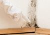 Simple and Affordable Methods to Deal with Moldy Walls