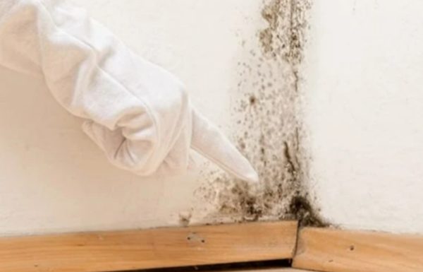Simple and Affordable Methods to Deal with Moldy Walls