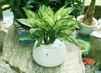 Choosing Feng Shui trees for luck and health according to your birth element