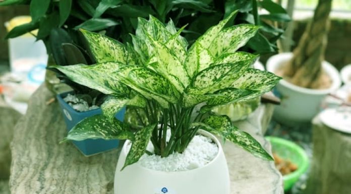 Choosing Feng Shui trees for luck and health according to your birth element