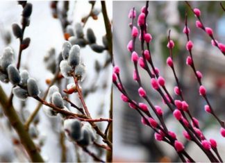 The Magic of Tamarind Flowers: Elevating Tet Decorations with a Touch of Nature’s Elegance