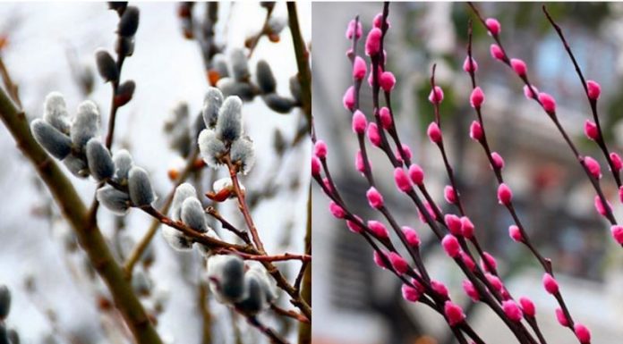 The Magic of Tamarind Flowers: Elevating Tet Decorations with a Touch of Nature’s Elegance