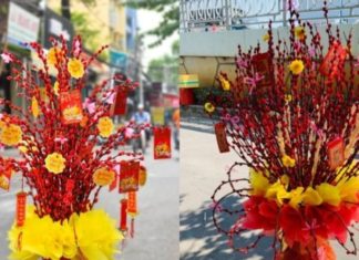 7 Lucky Houseplants for a Prosperous Lunar New Year: These Long-living Species Bring Good Fortune