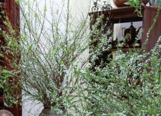 Differentiating Between Forest and Garden Frost Flowers for Proper Care