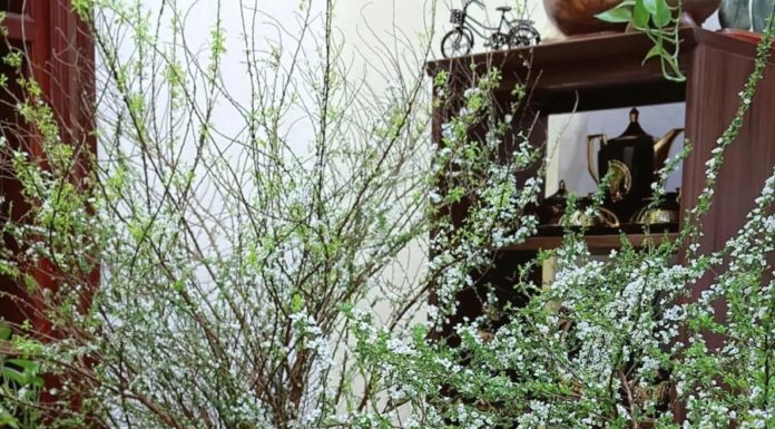 Differentiating Between Forest and Garden Frost Flowers for Proper Care