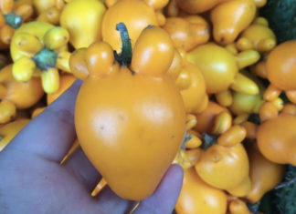 Westward Fruit Platter Extravaganza – Look but don’t taste!