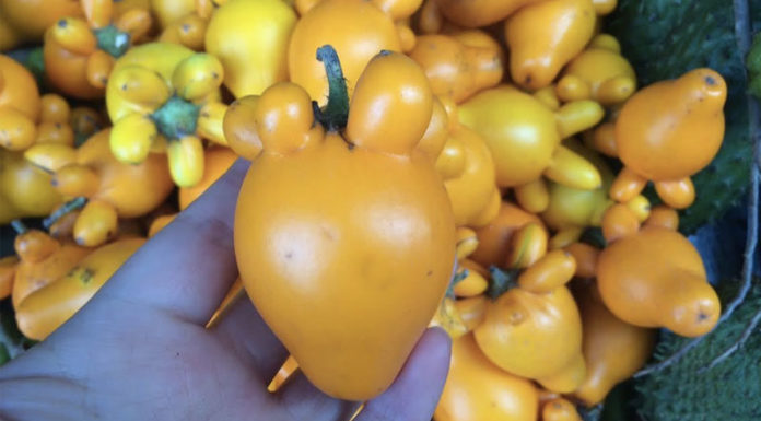 Westward Fruit Platter Extravaganza – Look but don’t taste!