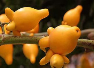 Should we display unnecessary plants and burn leftover fruits as offering for the Lunar New Year? Expert warns to be careful of losing fortune.