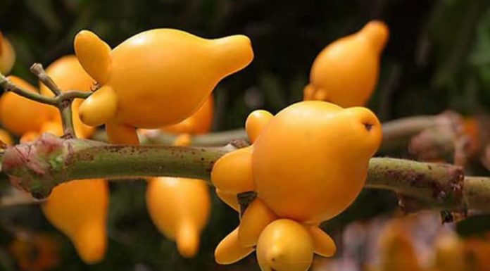 Should we display unnecessary plants and burn leftover fruits as offering for the Lunar New Year? Expert warns to be careful of losing fortune.