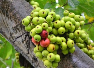 The King of Fruits: 20 Times More Calcium than Apples