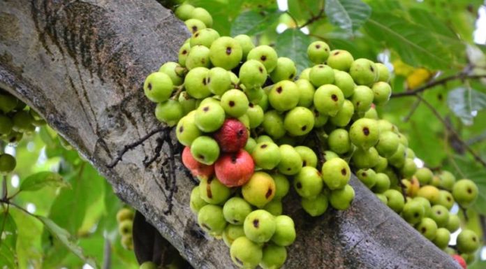 The King of Fruits: 20 Times More Calcium than Apples