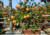 Four Characteristics of the ‘Tứ Quý’ Kumquat Tree: Choose the Right Owner for Prosperity and Abundance All Year Long