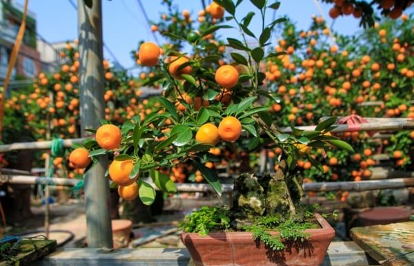 Four Characteristics of the ‘Tứ Quý’ Kumquat Tree: Choose the Right Owner for Prosperity and Abundance All Year Long