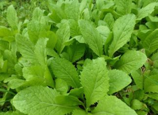 3 Foods that Can Destroy Cancer Cells, Every Family Should Include in Dinner