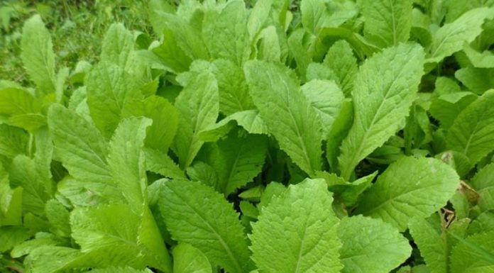 3 Foods that Can Destroy Cancer Cells, Every Family Should Include in Dinner