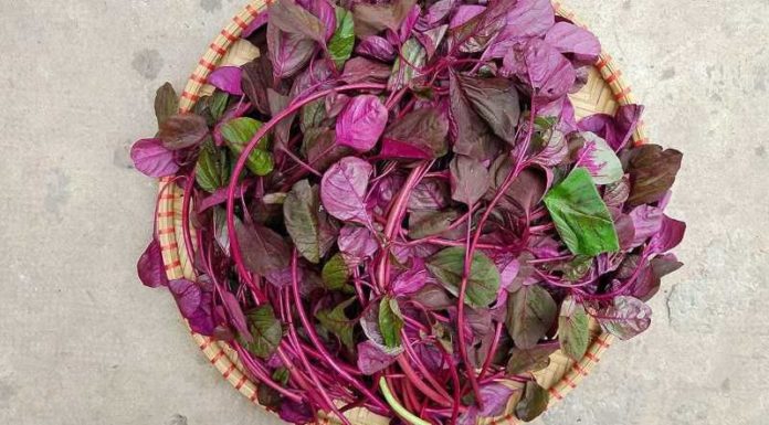 This wild vegetable is packed with more iron than beef, also known as ”longevity herb”