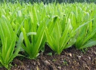 Vegetable rich in calcium is 36 times more than bone soup, delicious when eaten raw or cooked, readily available in Vietnam