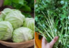 7 Cancer-Fighting Cruciferous Vegetables: Effectively Preventing Cancer and Kicking K to the Curb