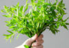 Effectively treat kidney stones, joint pain, and chronic diseases with water spinach