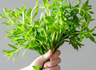 Effectively treat kidney stones, joint pain, and chronic diseases with water spinach
