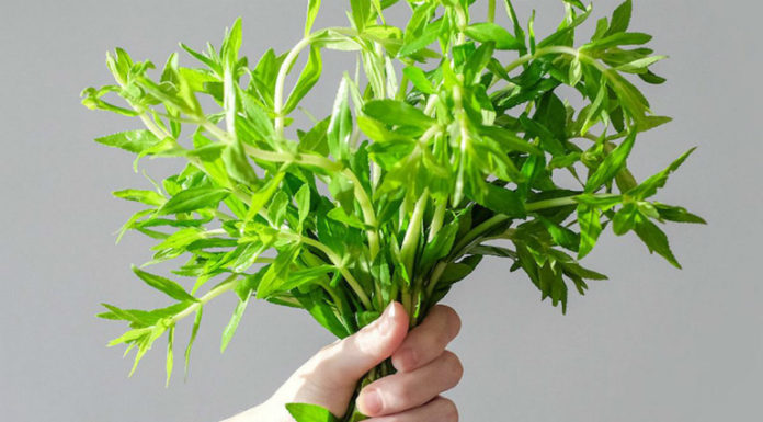 Effectively treat kidney stones, joint pain, and chronic diseases with water spinach