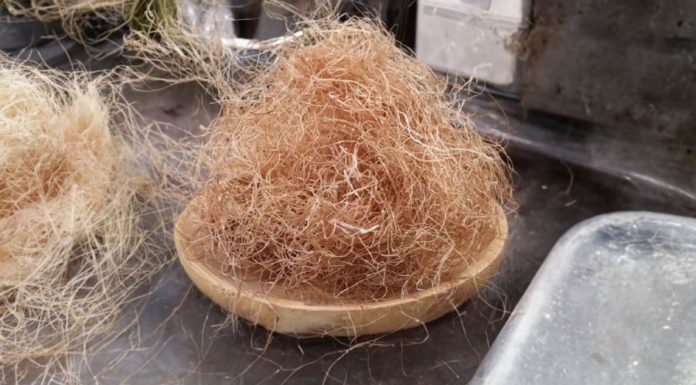 Powerful Kidney Health and Diabetes Control Supplements Found at Vietnamese Markets