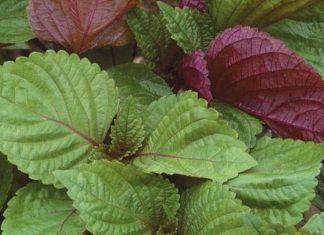 A vegetable that can be eaten both roots and leaves, boiled for drinking and beneficial for both men and women