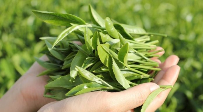 Cheap Leaf Face Wash Tips for Beautiful Skin Sold at a Full Market