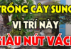 Planting the Sung tree in front or behind the house enhances prosperity: Many people plant it wrong, that’s why luck is lost.