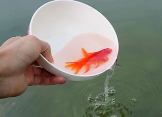Releasing carp on the bridge and littering plastic bags is a significant mistake on the day of the Kitchen Gods