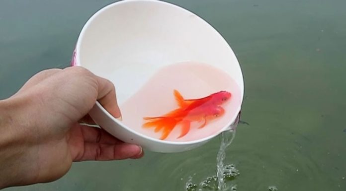 Releasing carp on the bridge and littering plastic bags is a significant mistake on the day of the Kitchen Gods