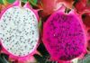 Which variety of dragon fruit has more nutrients: red or white flesh?