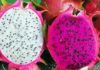 White flesh dragon fruit or red flesh dragon fruit: The untold benefits of each type.