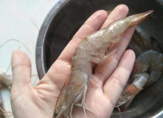 Choosing Straight or Curved Shrimp: Little-Known Tips from a Chef
