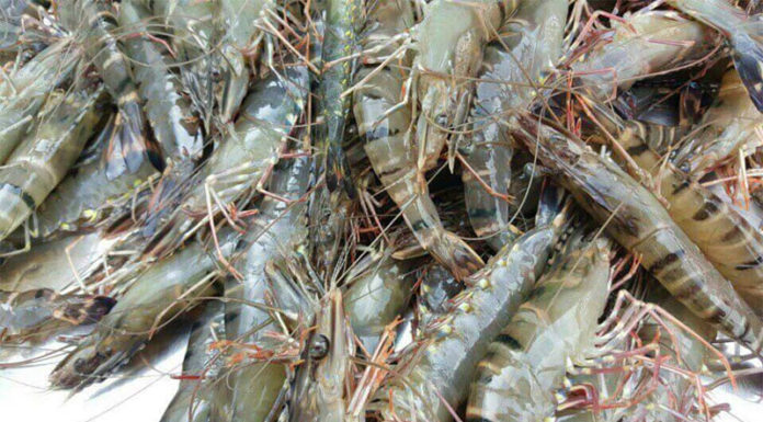 Delicious Antibiotic-Free Pan-Fried Shrimp for A Cozy Winter Meal