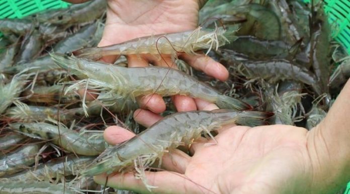 Rave reviews for this protein-packed and veggie-filled alternative to boring fried shrimp