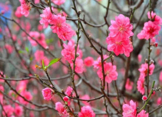 Attract Wealth in the New Year with a Compilation of 18 Types of Lucky Flowers