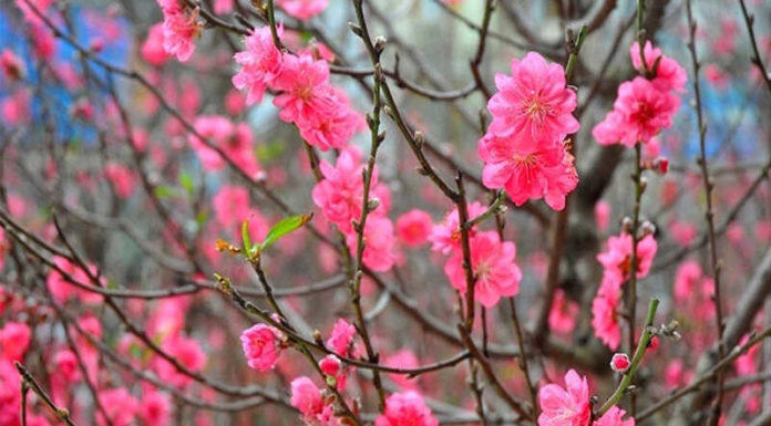 Attract Wealth in the New Year with a Compilation of 18 Types of Lucky Flowers