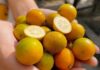 What is kumquat? Where can I buy it? How much does it cost per kilogram?