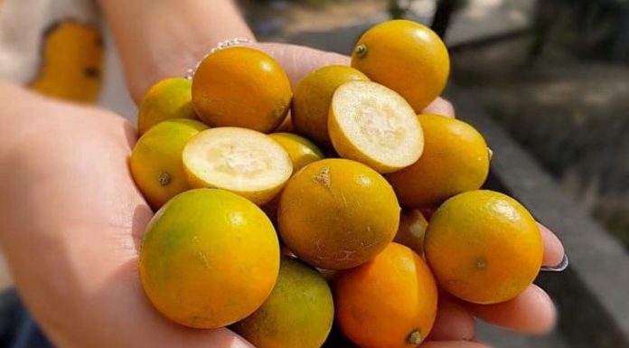 What is kumquat? Where can I buy it? How much does it cost per kilogram?