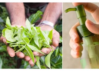 3 Green Tea Toner Recipes to Fight Aging and Keep Your Skin Youthful